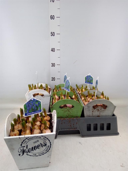 <h4>Arr. Muscari L%</h4>