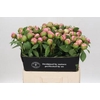 Paeonia Angel Cheeks