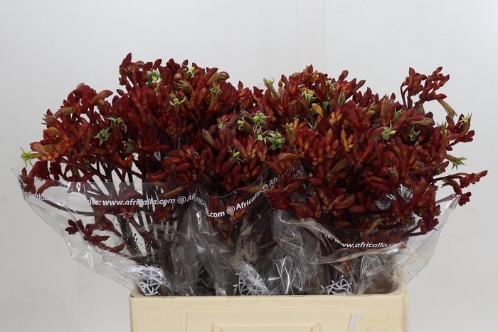 <h4>Anigozanthos Early Spring Indoor</h4>