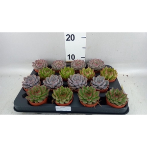 Echeveria   ...mix