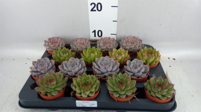 <h4>Echeveria   ...mix</h4>