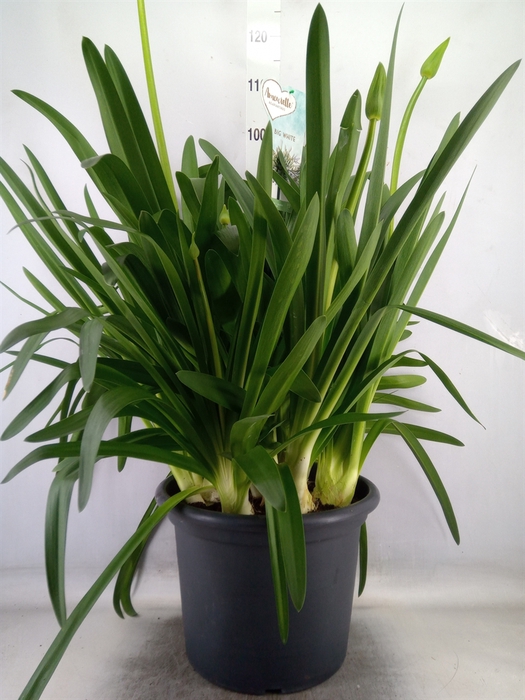 <h4>Agapanthus  'Big White'</h4>
