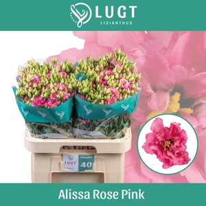 LIS G ALISSA ROSE PINK