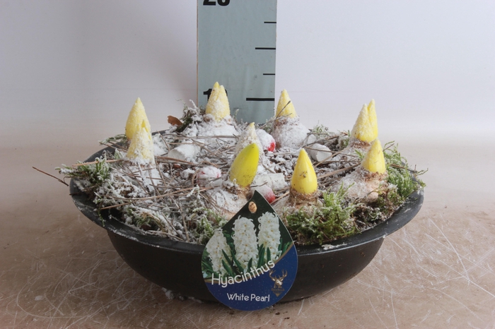 <h4>Arr Hyacinth</h4>