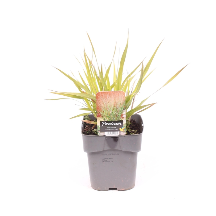 <h4>Panicum virgatum 'Shenandoah'</h4>