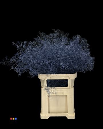 Limonium Marine Blue