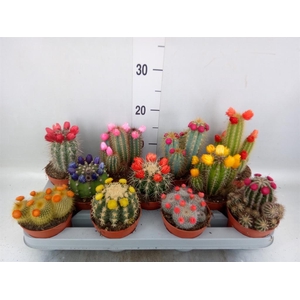 Cactus   ...decorated