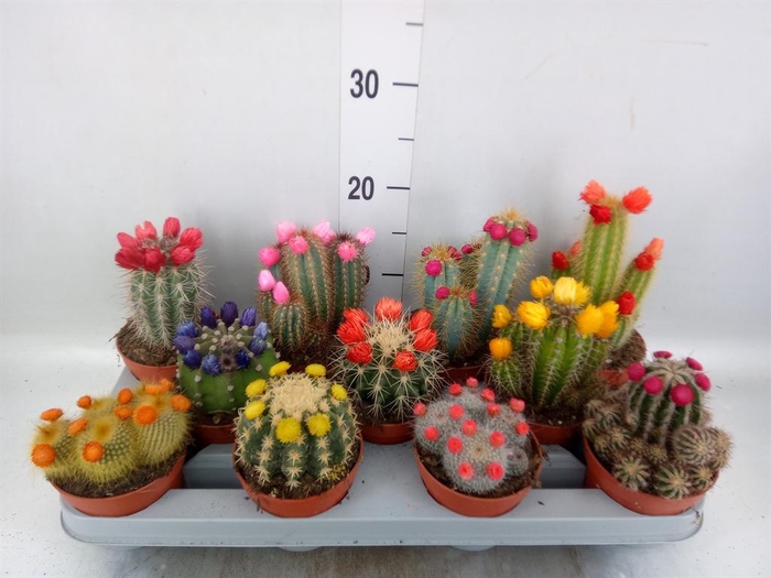 <h4>Cactus   ...decorated</h4>