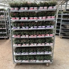 arr8 Fuchsia B F Mixk 1 Klr Per Tray