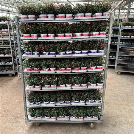 arr8 Fuchsia B F Mixk 1 Klr Per Tray