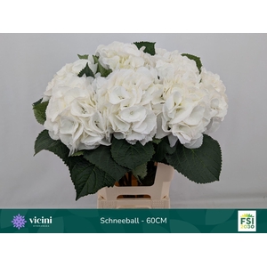 Hydrangea 'Schneeball' 20cm