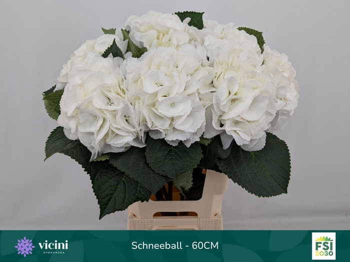 <h4>Hydrangea 'Schneeball' 20cm</h4>