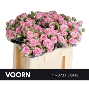Rosa spray madam sofie