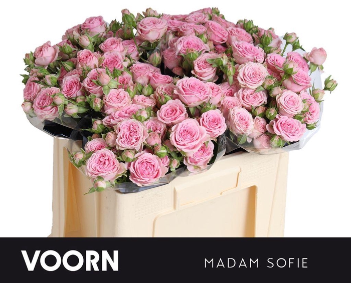 <h4>Rosa spray madam sofie</h4>