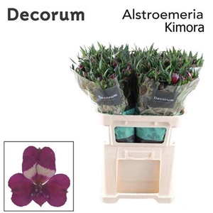 Alstr Kimora