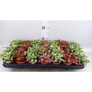 Fittonia   ...mix 7