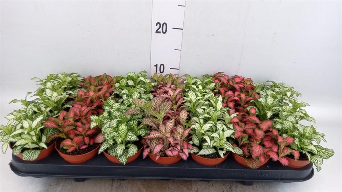 <h4>Fittonia   ...mix 7</h4>