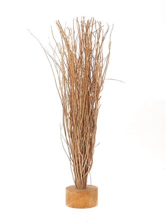 <h4>Branch Broom L60</h4>