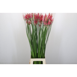 Nerine Lilac