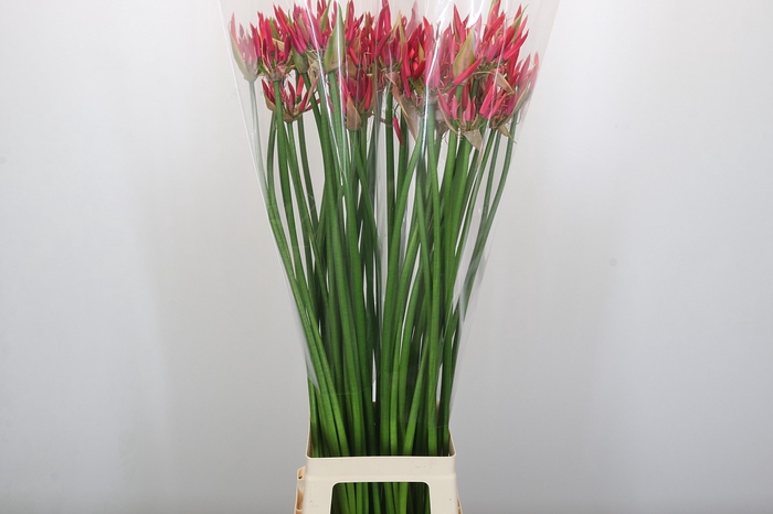 <h4>Nerine Lilac</h4>