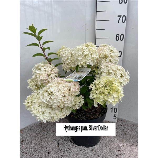 <h4>Hydrangea pan. Silver Dollar 60 cm P26</h4>