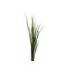FOLHAGEM MOREIA