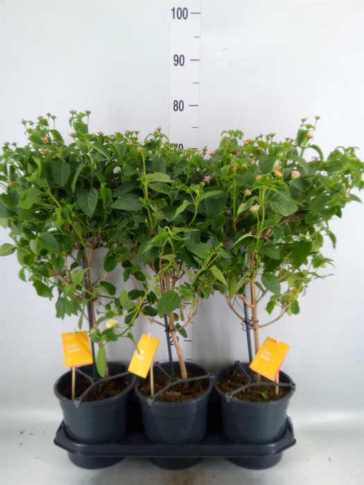 <h4>Lantana  'Lucky Honey Blush'</h4>