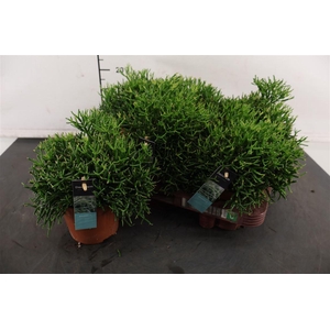 R Rhipsalis 12 Cm. P. Hatiora Salicornioides