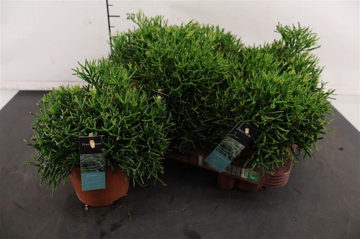 <h4>R Rhipsalis 12 Cm. P. Hatiora Salicornioides</h4>