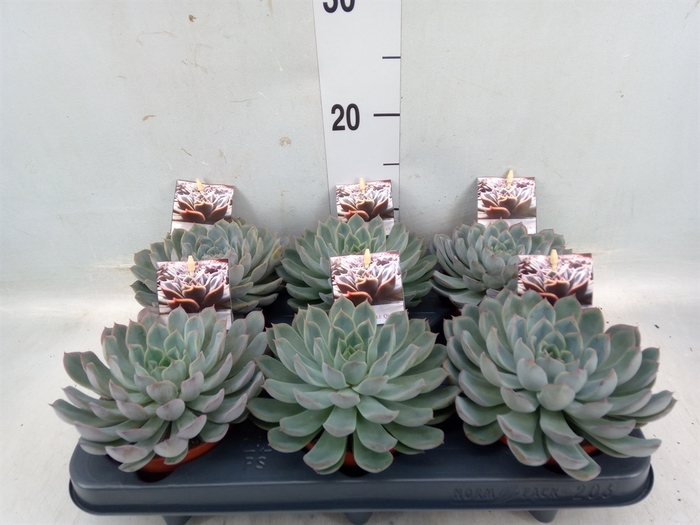 <h4>Echeveria   ...</h4>