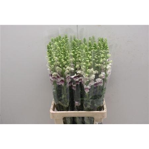 Antir Poto Plumblossem