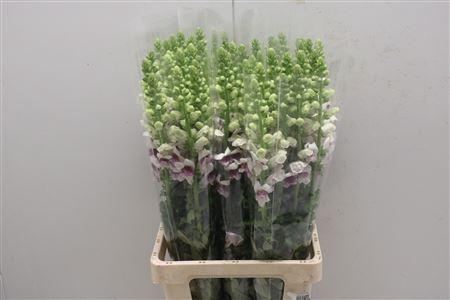 <h4>Antir Poto Plumblossem</h4>