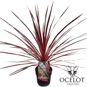 Cordyline australis 'Charlie Boy'