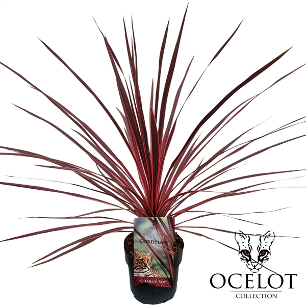 <h4>Cordyline australis 'Charlie Boy'</h4>