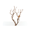 Syringa Branch Extra Godon