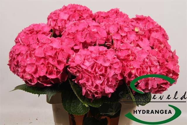 <h4>HYDR M CH RODEO RD</h4>
