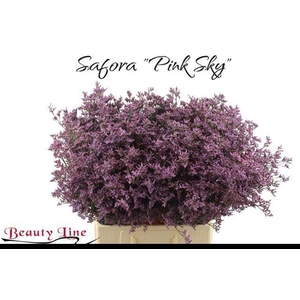 LIM PIUMA SKY