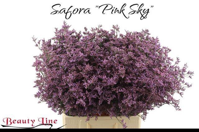 <h4>LIM PIUMA SKY</h4>