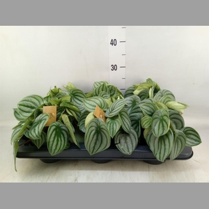 Peperomia argyreia