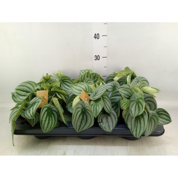 <h4>Peperomia argyreia</h4>