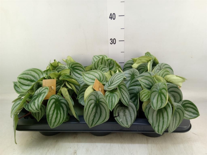 Peperomia argyreia