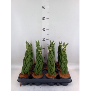 Sansevieria cyl. ...