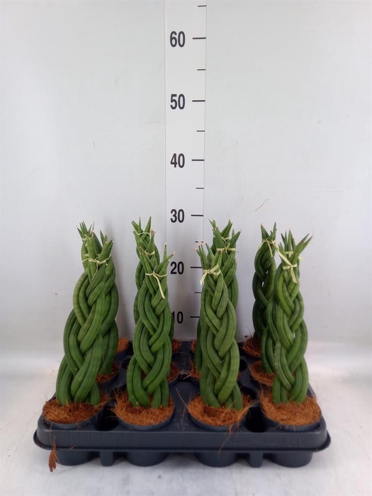 <h4>Sansevieria cyl.  ...</h4>