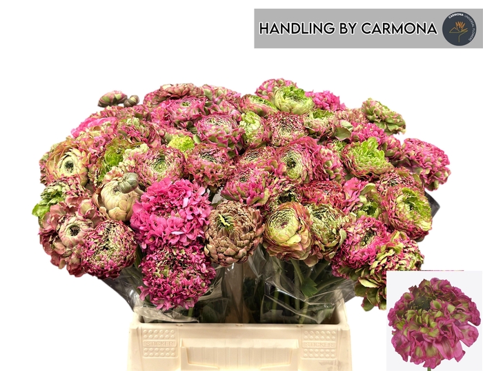 <h4>RAN PON PON ALADDIN</h4>