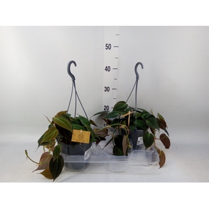 Philodendron   ...