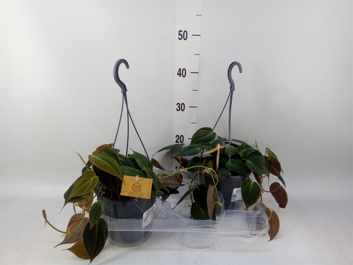 <h4>Philodendron   ...</h4>