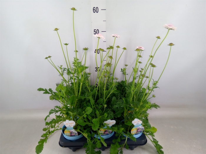 <h4>Scabiosa japonica</h4>