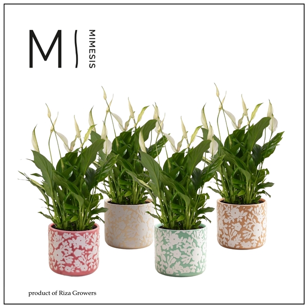 <h4>Mimesis Spathiphyllum Bellini -13 cm in Fieke - Craft World</h4>