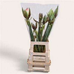 Amaryllis Belladonna