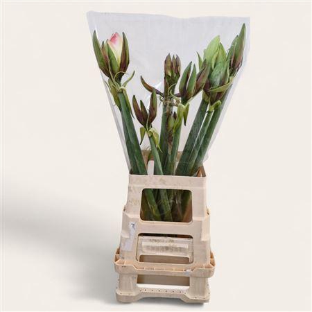 <h4>Amaryllis Belladonna</h4>